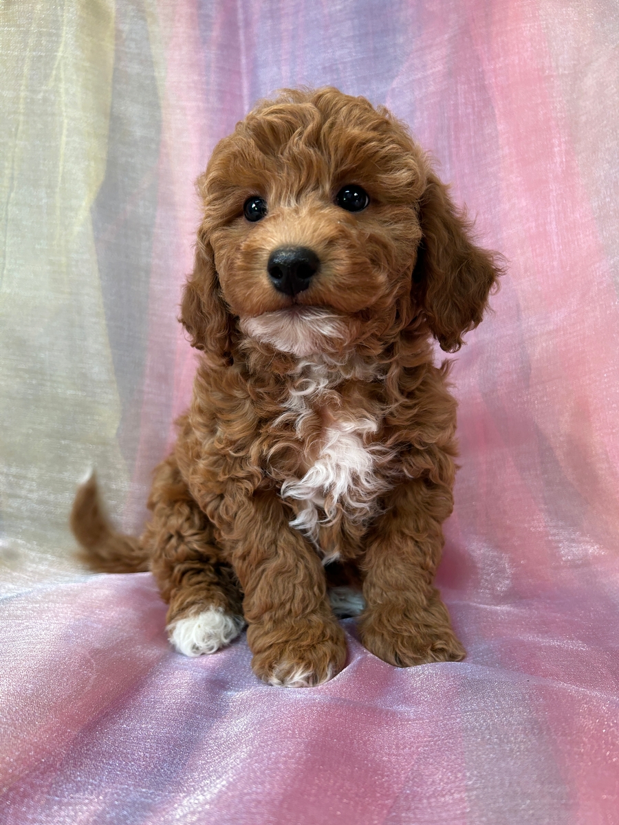 Male Bichon Poodle DOB 3-10-2025 Ready Now! $950